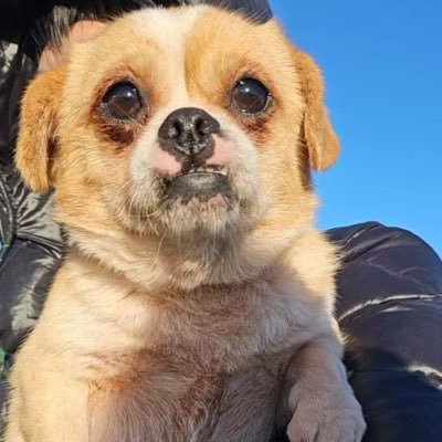 Paws of China's profile picture