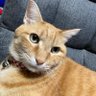 いか profil fotoğrafı