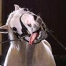 Profilbild von nachan🐣🐴🌠(ﾇﾇ🫀)🚬☘️