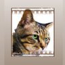 もふ profil fotoğrafı