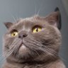 Profilbild von ibrahim