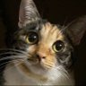 みかんの星💫's profile picture