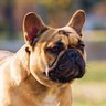 mrfrenchie profil fotoğrafı