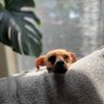 Judgy Chiwee 的头像
