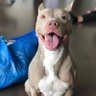 pikichon's profile picture