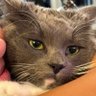 Profilbild von Poncho