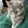 Jean-SPCL profil fotoğrafı