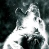 Steppenwolf's profile picture