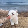 しんどうおまめ profil fotoğrafı