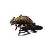 Small Biter's profile picture