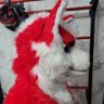 Фото профиля Kato_The_Fox