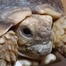わんこ 的头像