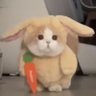 Profilbild von Carrot