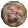 Cardano Toof's profile picture