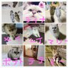 7ニャンズママ 今は3ニャン🦦 的头像
