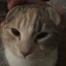 T1 Jiach profil fotoğrafı