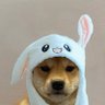 lil 的头像