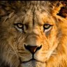 Profilbild von Zino!