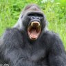 Profilbild von ANGRYSILVERBACKGORILLA