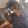 Profilbild von brunolicious