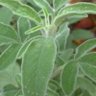Фото профиля muneera freewan