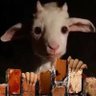 G O ⛧ T's profile picture