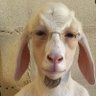 JohnnyTuJest's profile picture