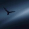 PEACE's profile picture