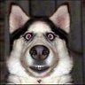 Warriors fan since 2022's profile picture