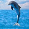 Profilbild von delfin