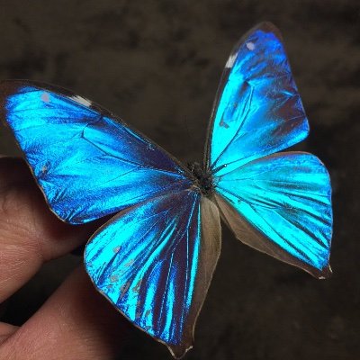 ヨギ（修行僧）'s profile picture