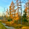 Фото профиля DancinAroundWolves