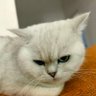 南诗's profile picture