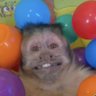 Profilbild von el relampago marquinhos