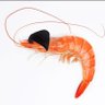 Shrimp in a Beanie's profile picture