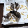 チビ・トワ🍄🍄🍄 的头像