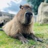 Bazaar of Wonders's profile picture