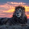 luismacb profil fotoğrafı