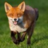 Profilbild von Fox