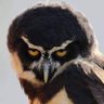 Profilbild von فادي