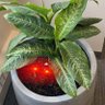 plantsy profil fotoğrafı