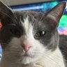 Anthony's profile picture