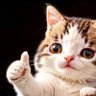 tumbcats's profile picture