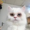 JS's profile picture