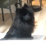 くろぽめ 的头像