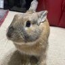 めんまぁ's profile picture