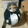 Gato Elegante profil fotoğrafı