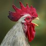 Фото профиля Le Coq