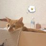 キャラメルあんみつ profil fotoğrafı