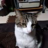 ちび profil fotoğrafı